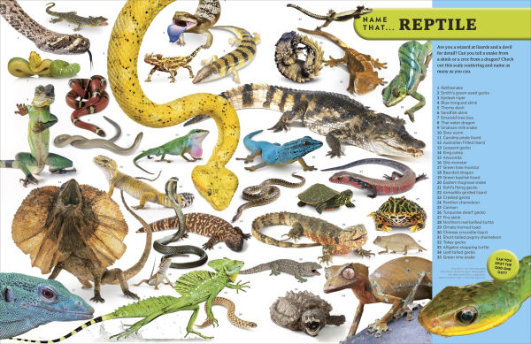 Eyewitness Encyclopedia of Animals