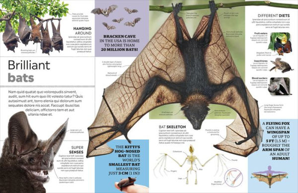 Eyewitness Encyclopedia of Animals