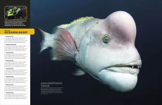 Alternative view 4 of Eyewitness Encyclopedia of Animals
