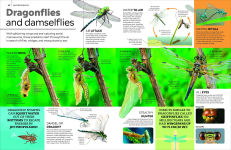 Alternative view 6 of Eyewitness Encyclopedia of Animals
