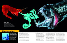 Alternative view 7 of Eyewitness Encyclopedia of Animals