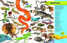 Alternative view 9 of Eyewitness Encyclopedia of Animals
