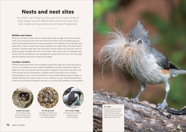 Birdwatching Guide: Turn Yourself into a Birdwatching Expert