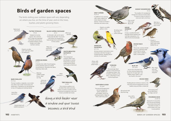 Birdwatching Guide: Turn Yourself into a Birdwatching Expert