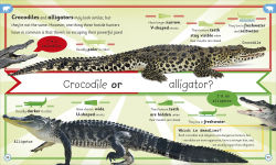 Alternative view 4 of My Encyclopedia of Very Important Animals: For Little Animal Lovers Who Want to Know Everything