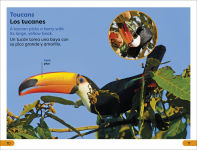 Alternative view 3 of DK Super Readers Level 1 Spanish Bilingual Jungle Animals â? Animales de la selva