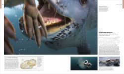 Alternative view 12 of Animal Behavior: Stories of Instinct, Intelligence, and Adaptation