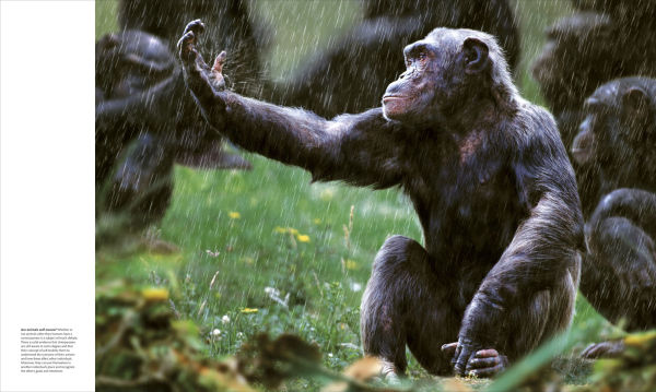 Animal Behavior: Stories of Instinct, Intelligence, and Adaptation