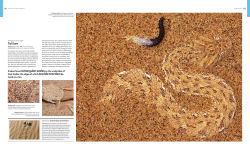 Alternative view 5 of Animal Behavior: Stories of Instinct, Intelligence, and Adaptation