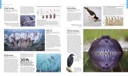 Alternative view 6 of Animal Behavior: Stories of Instinct, Intelligence, and Adaptation