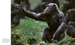 Alternative view 7 of Animal Behavior: Stories of Instinct, Intelligence, and Adaptation