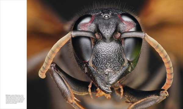 Animal Behavior: Stories of Instinct, Intelligence, and Adaptation