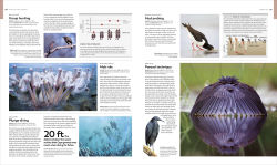 Alternative view 10 of Animal Behavior: Stories of Instinct, Intelligence, and Adaptation