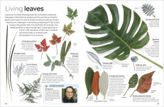 Alternative view 2 of Eyewitness Plant