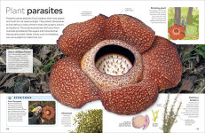 Alternative view 9 of Eyewitness Plant