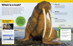 Alternative view 3 of Why? Animals: Brilliant Answers to Baffling Questions