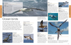 Alternative view 3 of Ocean: A Visual Encyclopedia, 2nd Edition