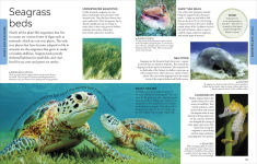 Alternative view 4 of Ocean: A Visual Encyclopedia, 2nd Edition