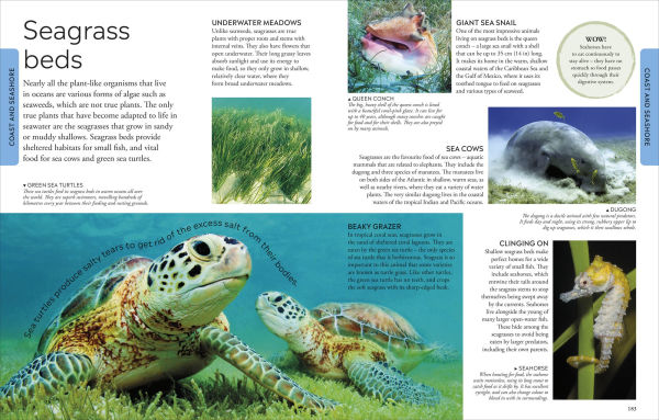 Ocean: A Visual Encyclopedia, 2nd Edition