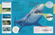 Alternative view 8 of Ocean: A Visual Encyclopedia, 2nd Edition