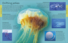Alternative view 9 of Ocean: A Visual Encyclopedia, 2nd Edition
