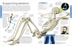 Alternative view 7 of Human Body A Visual Encyclopedia