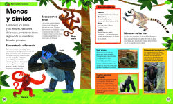 Alternative view 3 of La oruga muy hambrienta Mi primera enciclopedia de animales (The Very Hungry Caterpillar's Very First Animal Encyclopedia)
