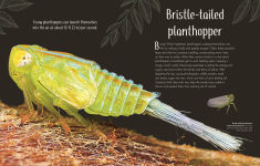 Alternative view 15 of An Anthology of Remarkable Bugs