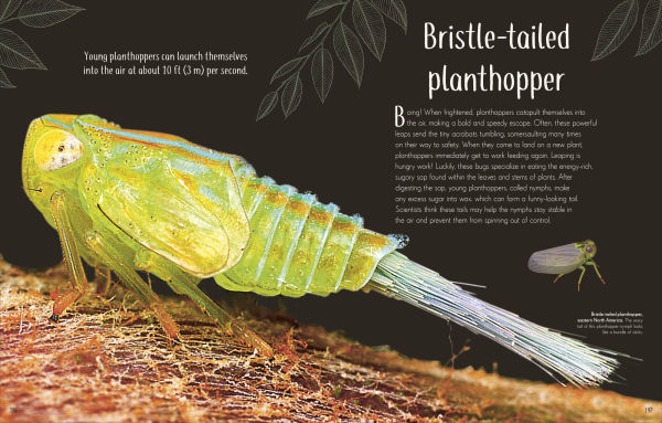 An Anthology of Remarkable Bugs