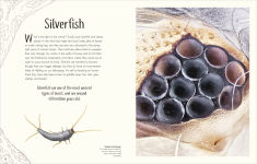 Alternative view 4 of An Anthology of Remarkable Bugs