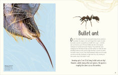 Alternative view 5 of An Anthology of Remarkable Bugs
