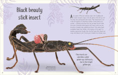 Alternative view 6 of An Anthology of Remarkable Bugs