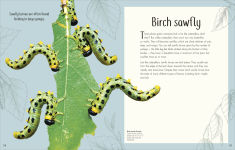 Alternative view 10 of An Anthology of Remarkable Bugs