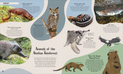 Alternative view 2 of Forest: Walk Through the Fascinating World of the Wild