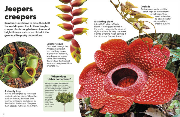 Eyewonder Rainforest: Open Your Eyes to a World of Discovery