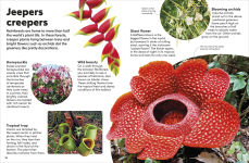 Alternative view 5 of Eyewonder Rainforest: Open Your Eyes to a World of Discovery