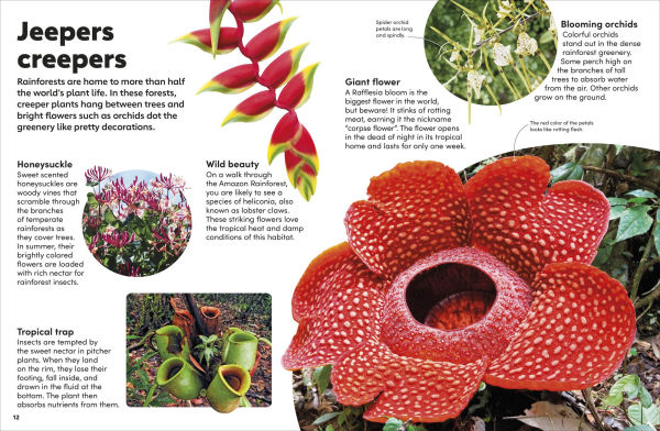 Eyewonder Rainforest: Open Your Eyes to a World of Discovery
