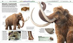 Alternative view 21 of Knowledge Encyclopedia Dinosaur!