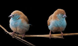 Alternative view 3 of National Geographic The 21st Century: Photographs From the Image Collection