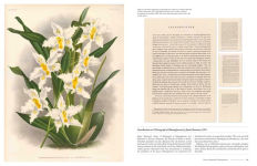 Alternative view 4 of The Orchid: Celebrating 40 of the World's Most Charismatic Orchids Through Rare Prints and Classic Texts