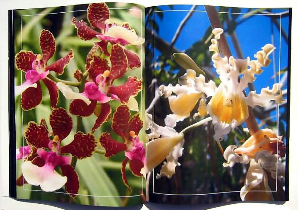 Orchids Through Our Eyes