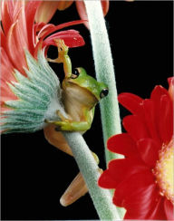 Title: Treefrogs: Prehistoric survivors with a global Message, Author: Ted Schiffman