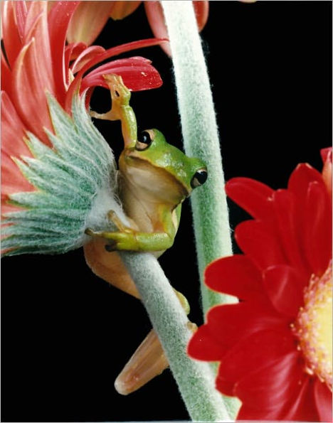 Treefrogs: Prehistoric survivors with a global Message