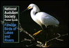 Audubon Society Pocket Guide to North American Birds of Lakes and Rivers
