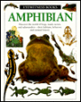 Amphibian