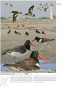 Alternative view 3 of The Crossley ID Guide: Eastern Birds