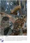 Alternative view 5 of The Crossley ID Guide: Eastern Birds