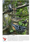 Alternative view 6 of The Crossley ID Guide: Eastern Birds