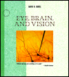 Eye, Brain, and Vision