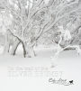 On the Trail of the Silver Brumby